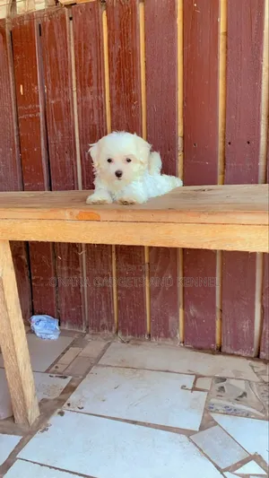 1-3 months Male Purebred Poodle