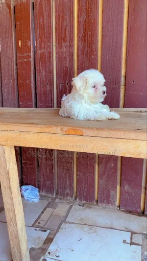 1-3 months Male Purebred Poodle