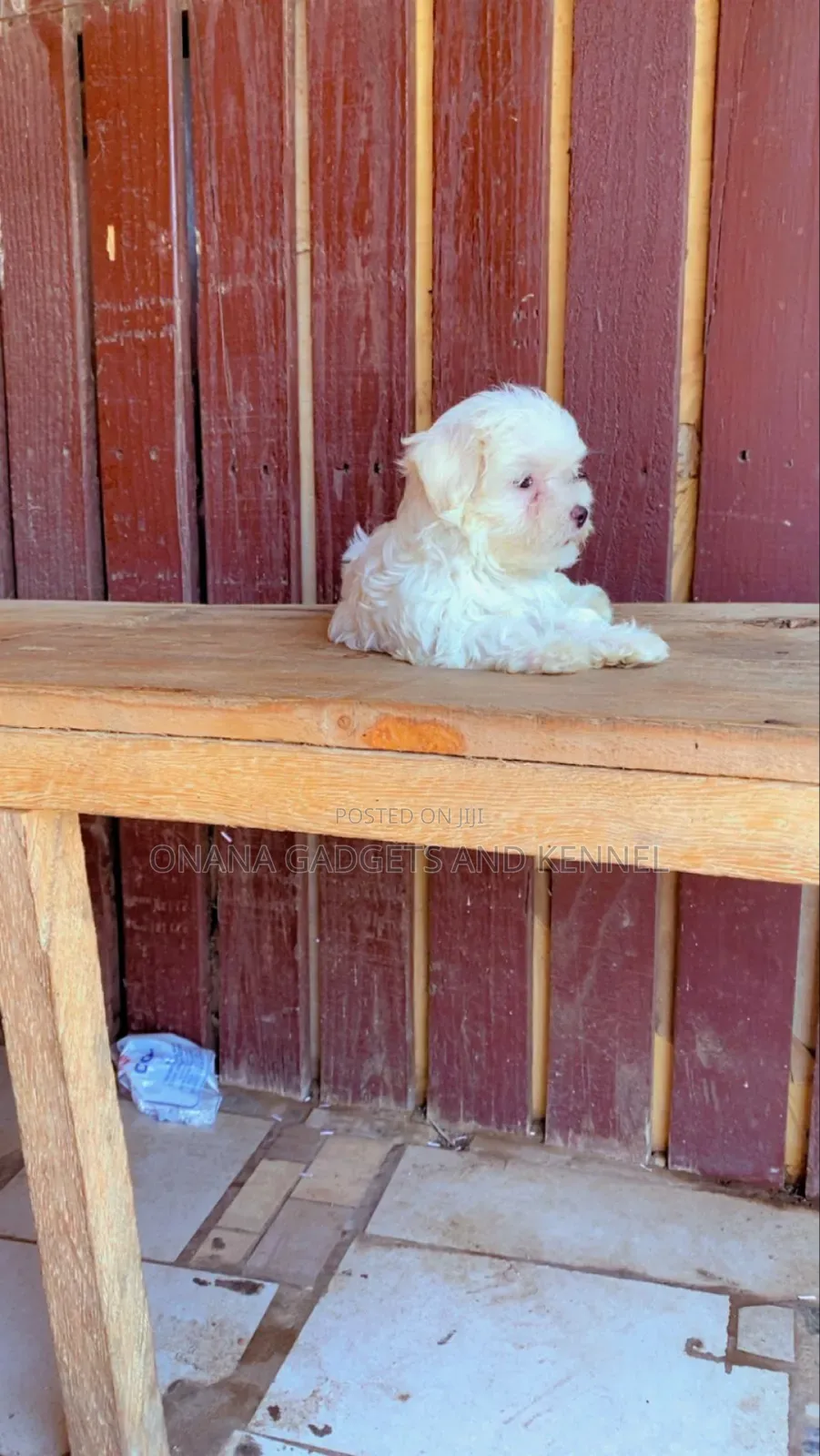 1-3 months Male Purebred Poodle