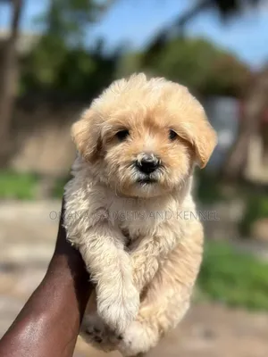 1-3 months Male Purebred Poodle