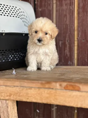 1-3 months Male Purebred Poodle