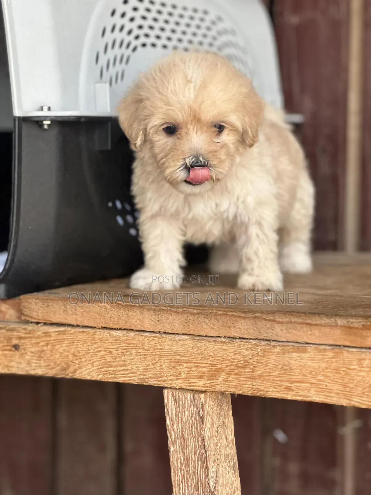 1-3 months Male Purebred Poodle