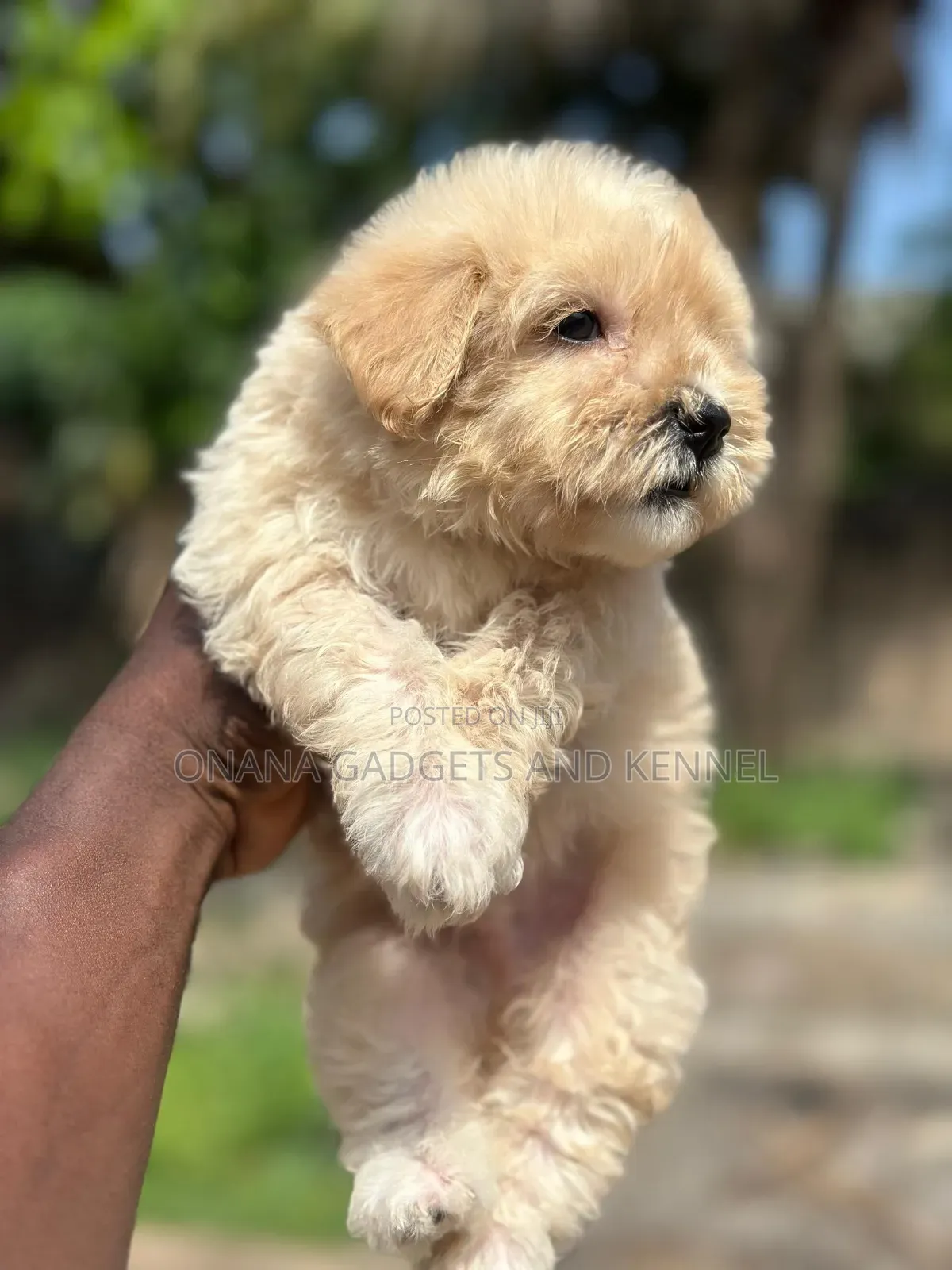 1-3 months Male Purebred Poodle