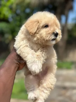 1-3 months Male Purebred Poodle