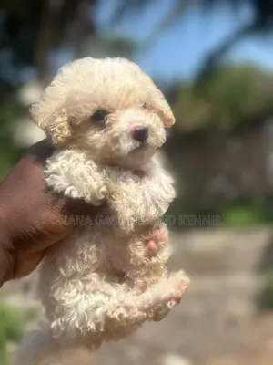 1-3 months Male Purebred Poodle
