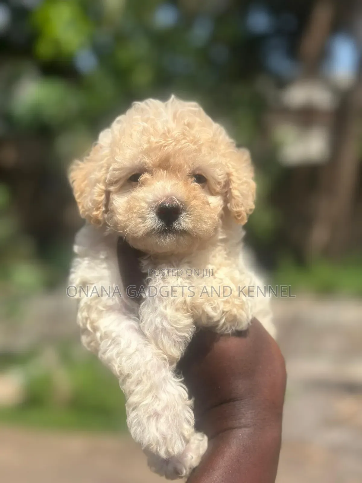 1-3 months Male Purebred Poodle
