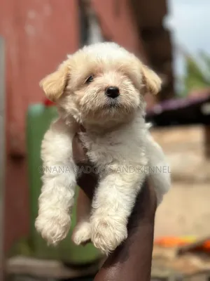 1-3 months Female Purebred Poodle
