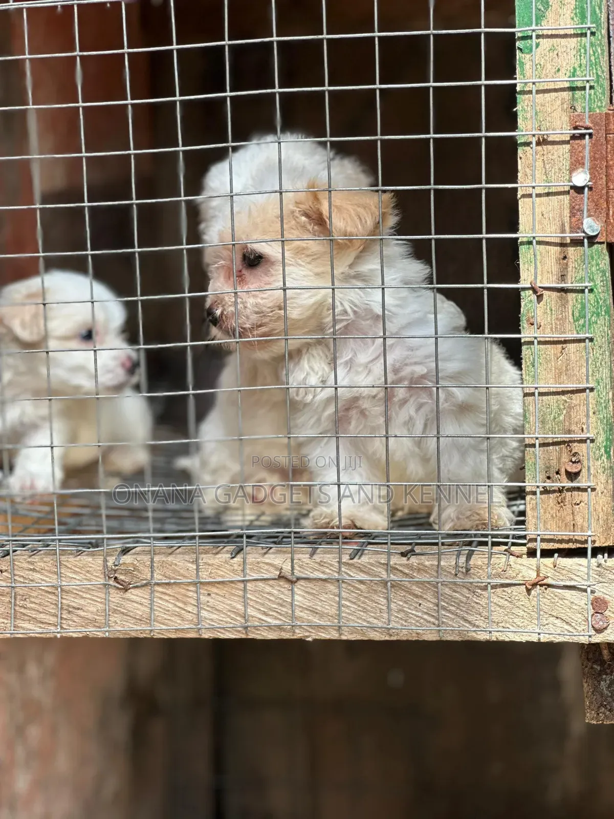 1-3 months Female Purebred Poodle