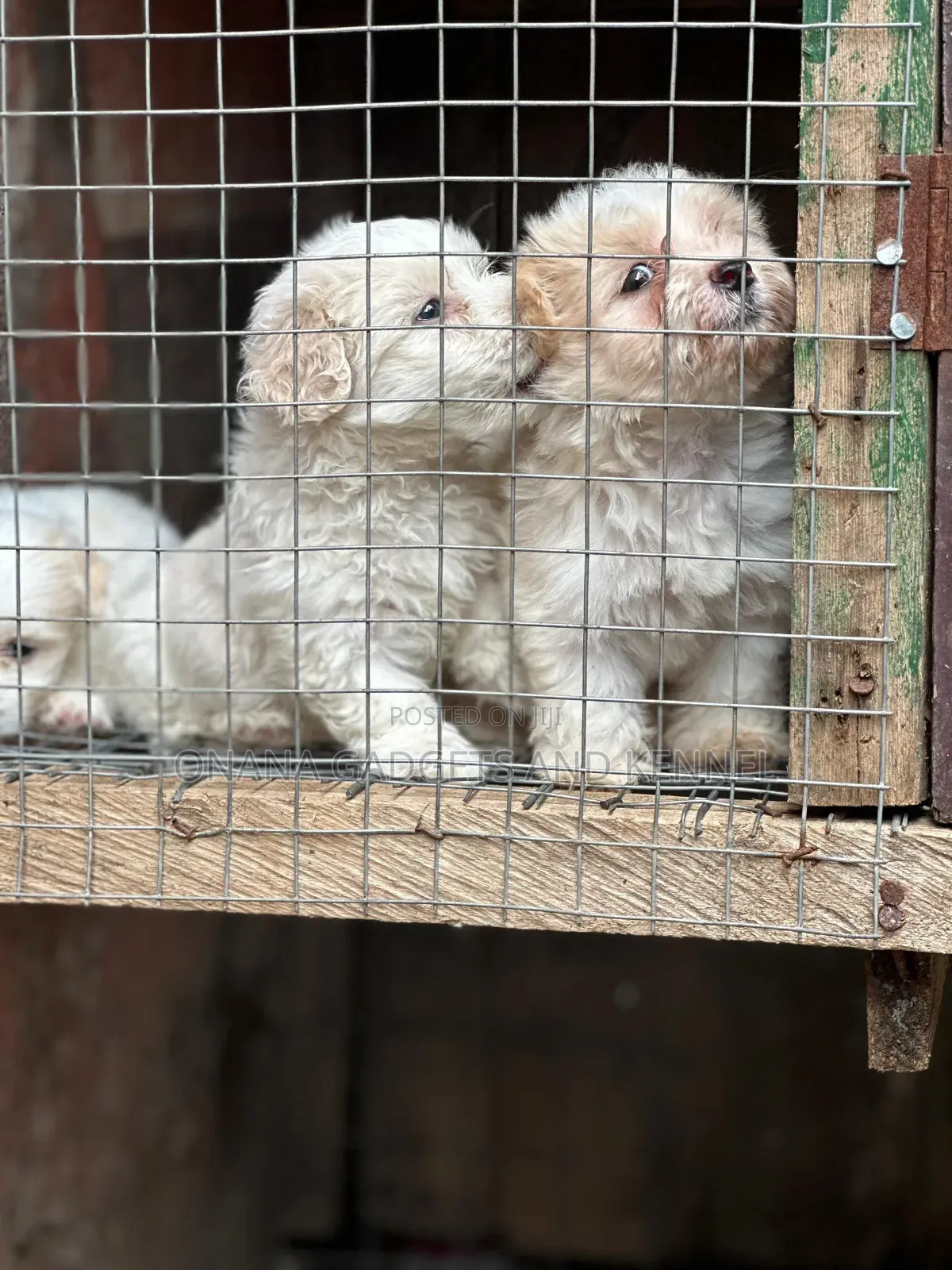 1-3 months Female Purebred Poodle