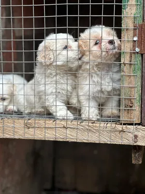 1-3 months Female Purebred Poodle