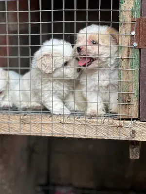 1-3 months Female Purebred Poodle