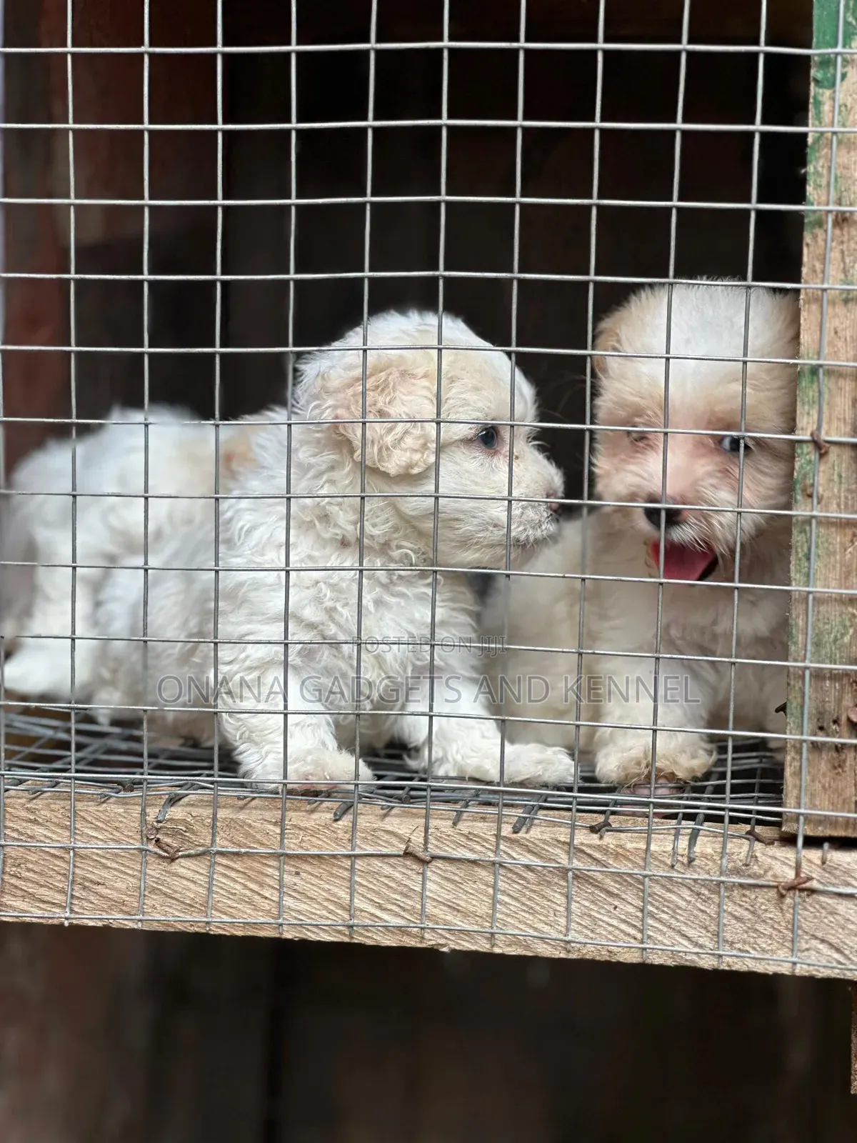 1-3 months Female Purebred Poodle