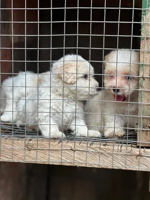 1-3 months Female Purebred Poodle