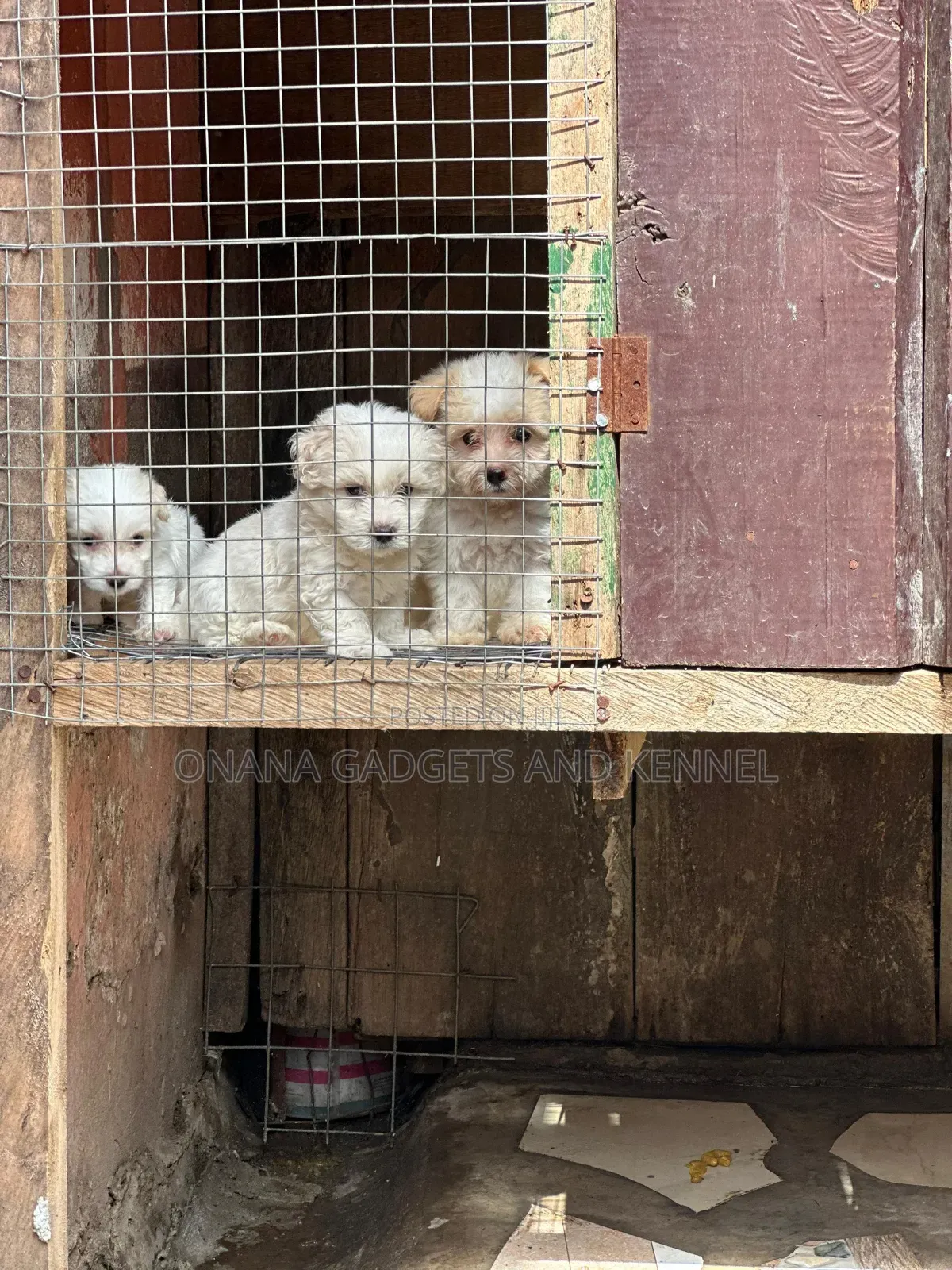 1-3 months Female Purebred Poodle