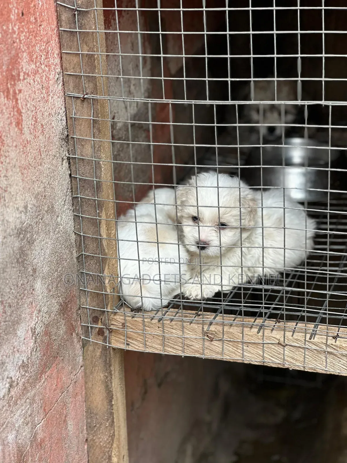 1-3 months Female Purebred Poodle