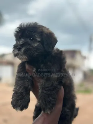 1-3 months Female Purebred Poodle