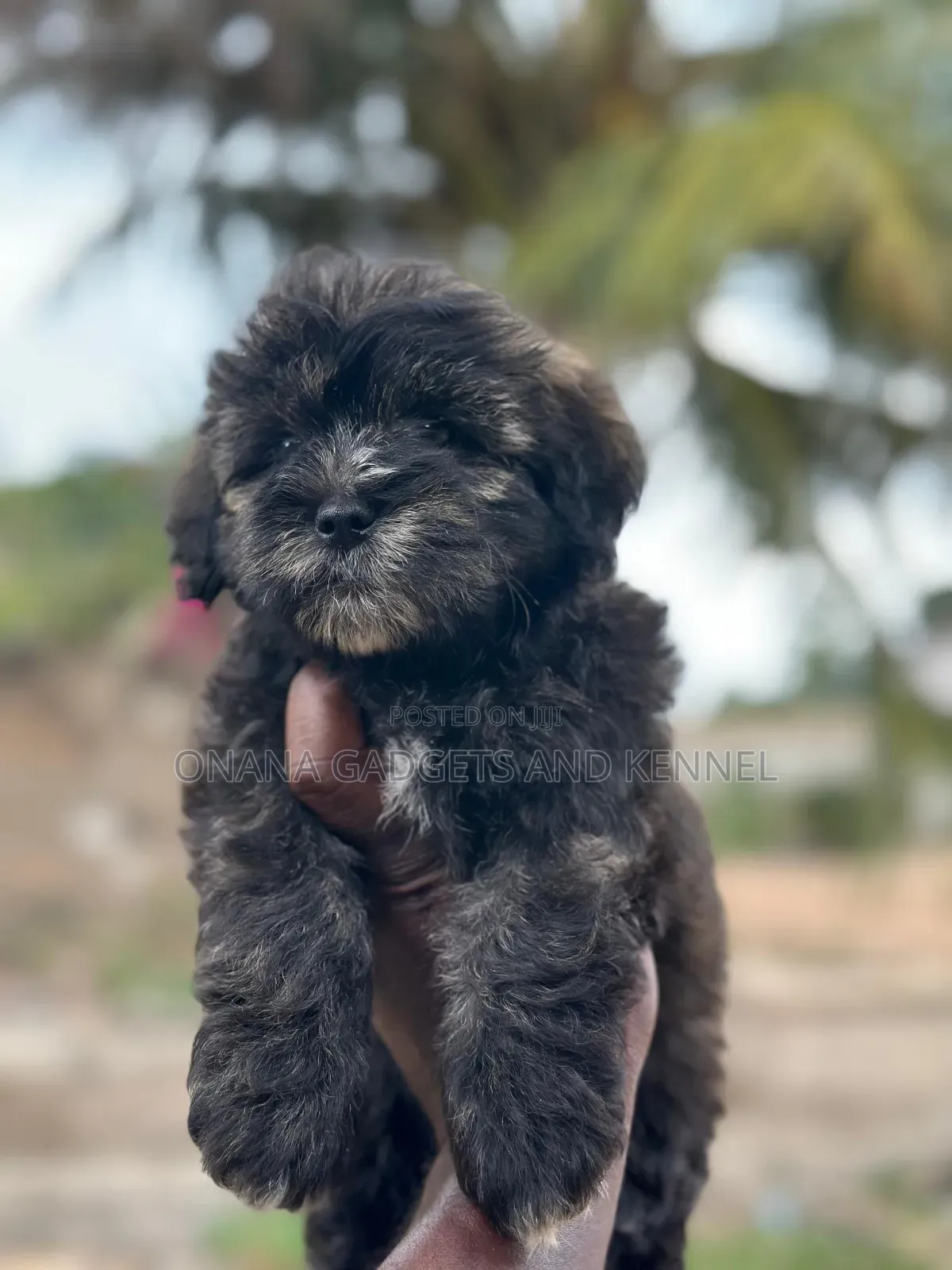 1-3 months Female Purebred Poodle