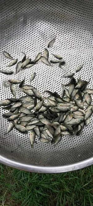 Healthy Tilapia Juveniles And Jumbo
