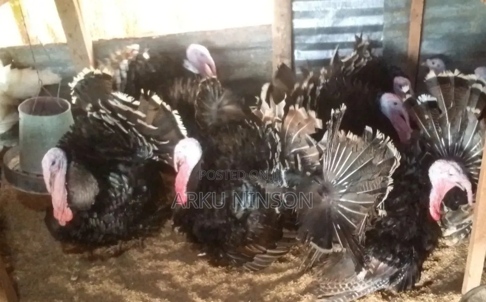Xmas Turkeys Available