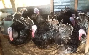 Xmas Turkeys Available