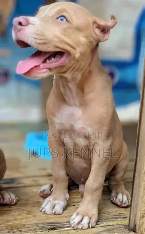 1-3 months Female Purebred American Pit Bull Terrier