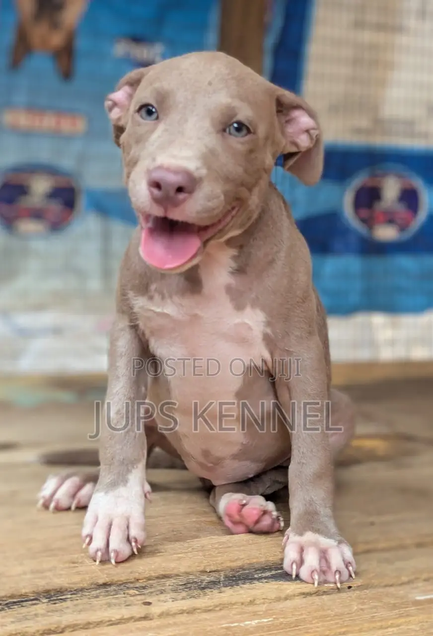 1-3 months Female Purebred American Pit Bull Terrier