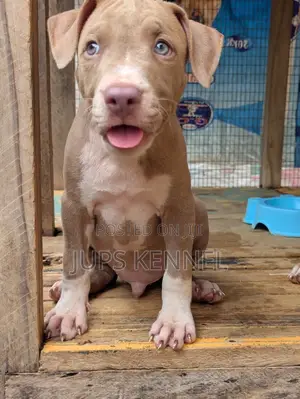 1-3 months Female Purebred American Pit Bull Terrier