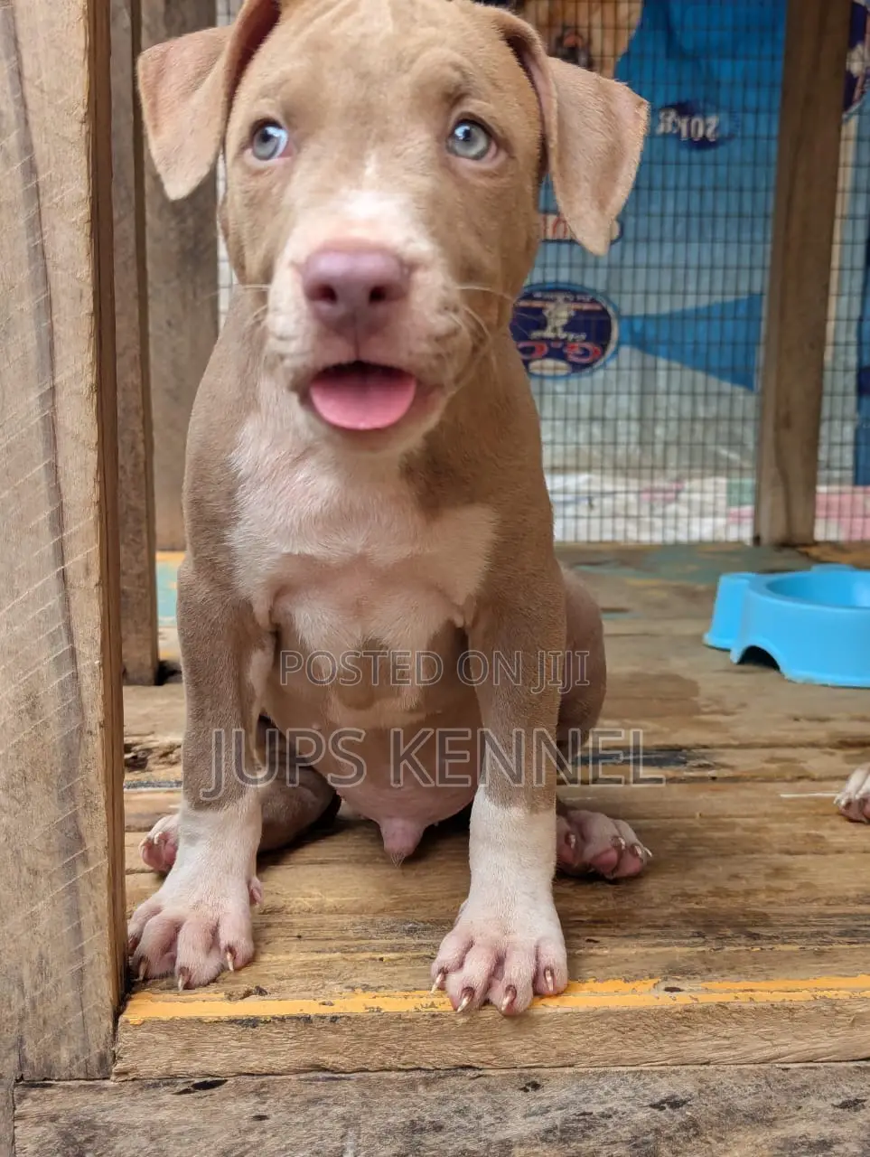 1-3 months Female Purebred American Pit Bull Terrier