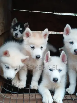 1-3 months Female Purebred Siberian Husky
