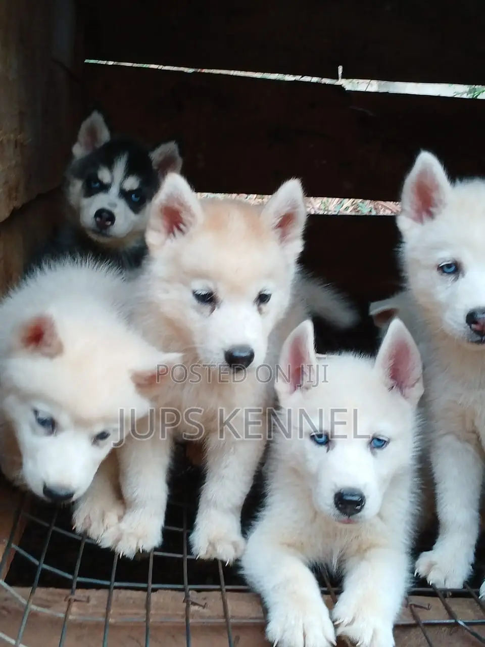 1-3 months Female Purebred Siberian Husky