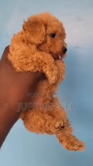 1-3 months Male Purebred Poodle