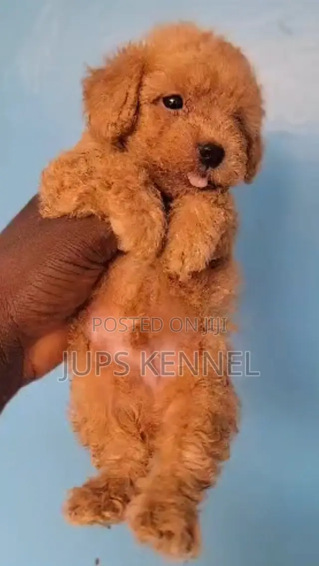 1-3 months Male Purebred Poodle