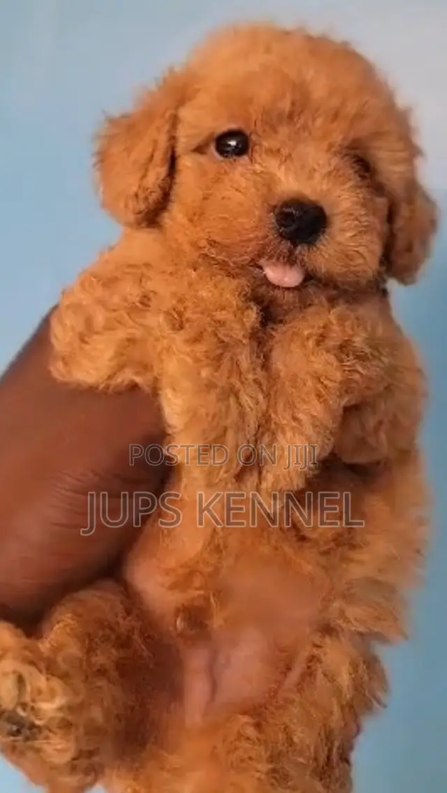 1-3 months Male Purebred Poodle