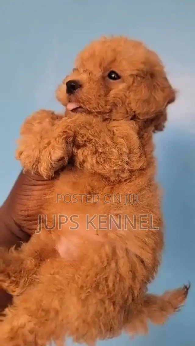 1-3 months Male Purebred Poodle