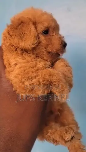 1-3 months Male Purebred Poodle