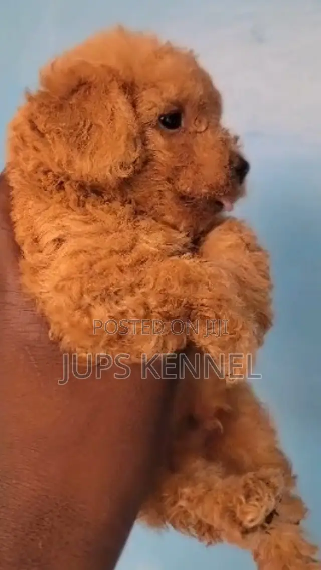 1-3 months Male Purebred Poodle
