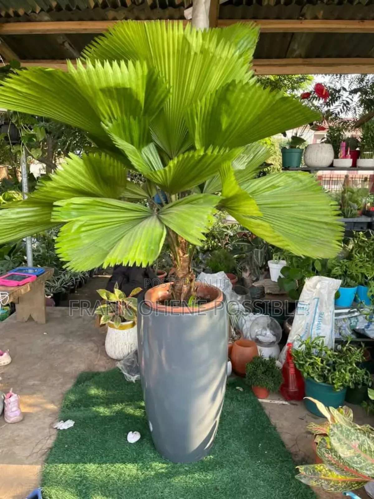 We Plant and Maintain Garden Sel Plant/Flowers and Pots