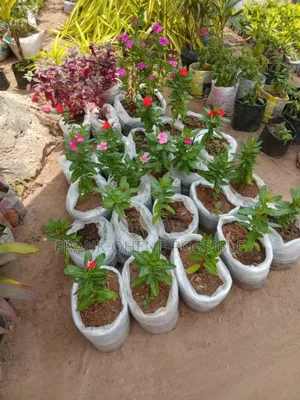 We Plant and Maintain Garden Sel Plant/Flowers and Pots