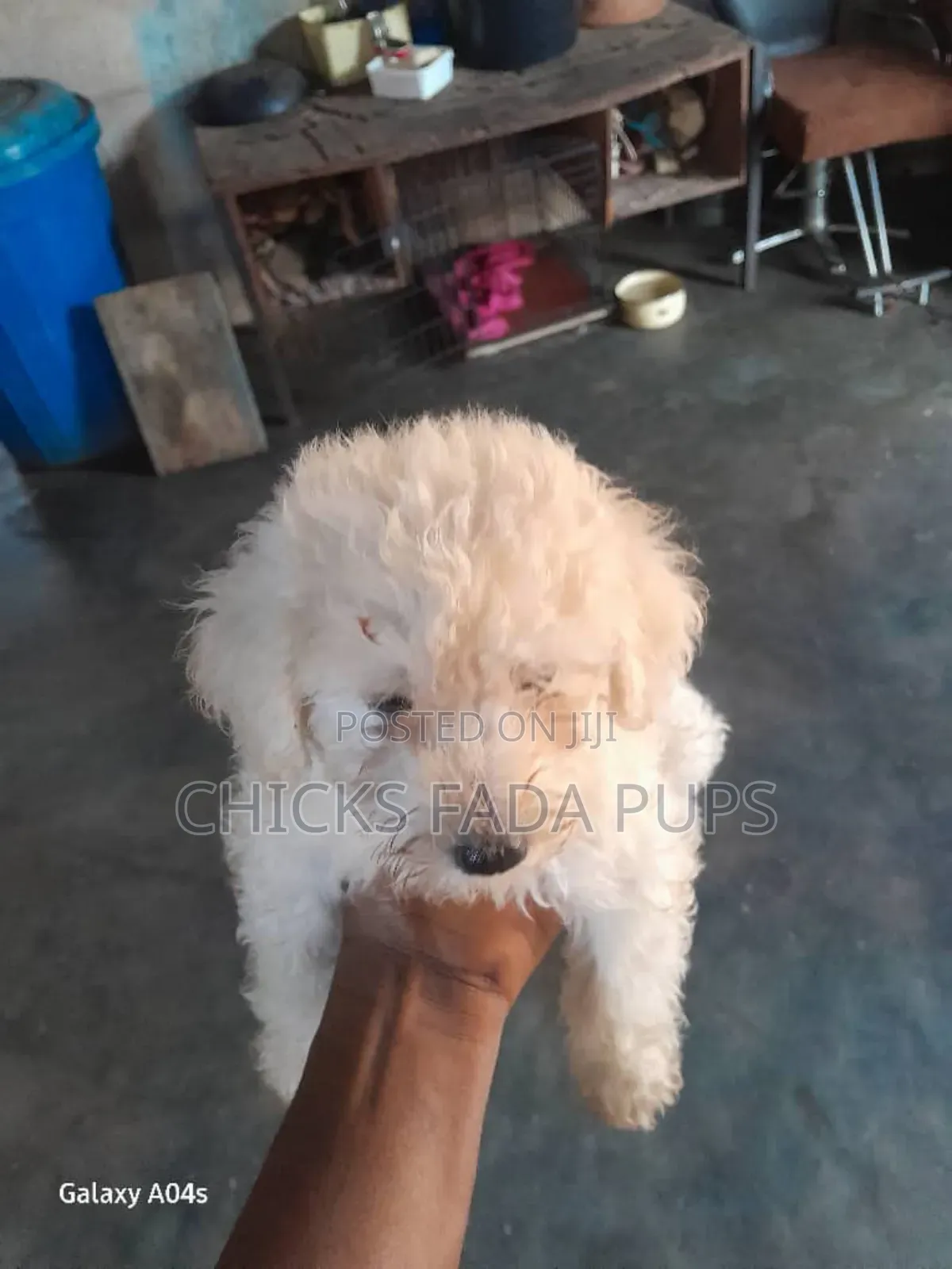 1-3 months Male Purebred Poodle