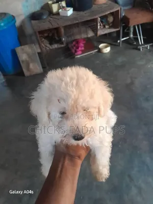 1-3 months Male Purebred Poodle