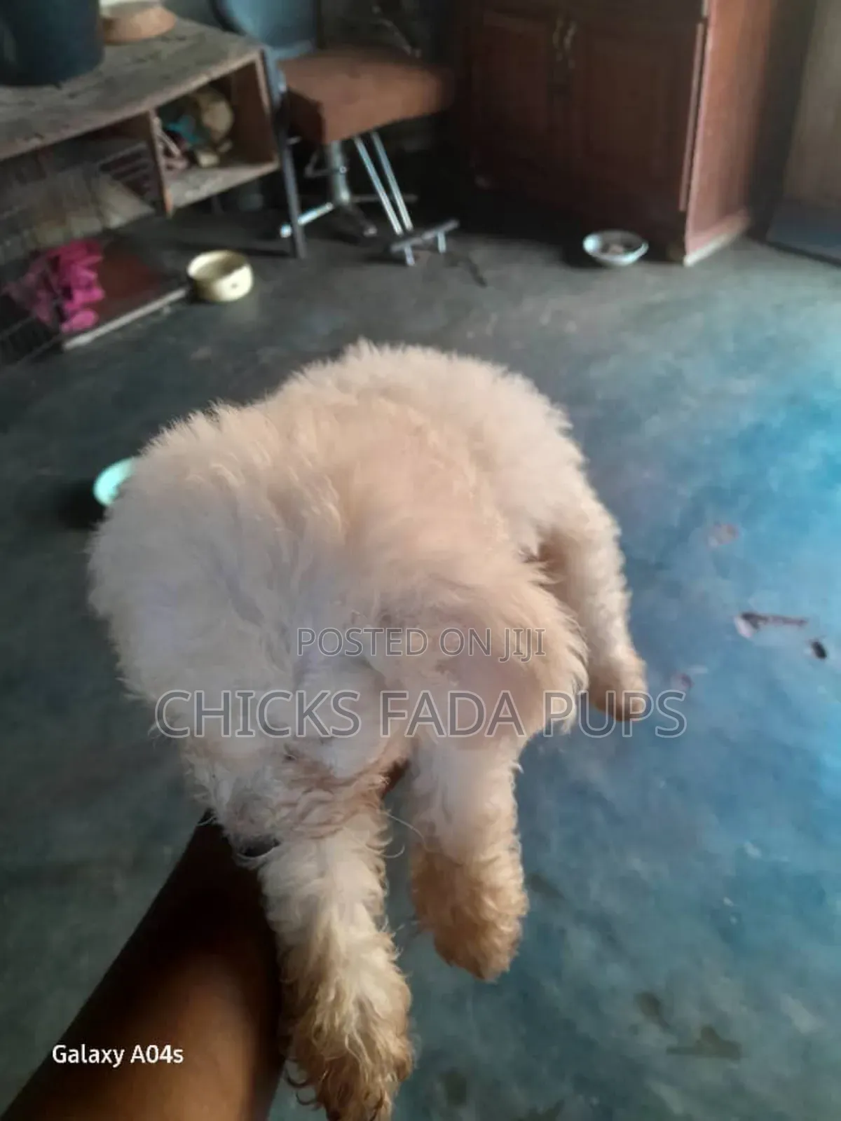 1-3 months Male Purebred Poodle