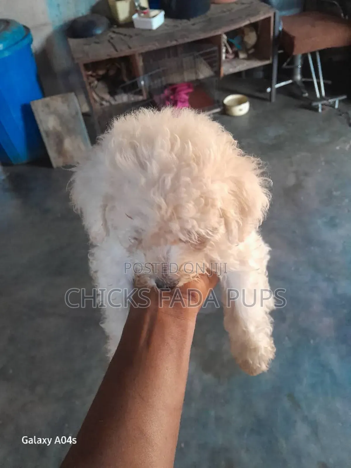 1-3 months Male Purebred Poodle