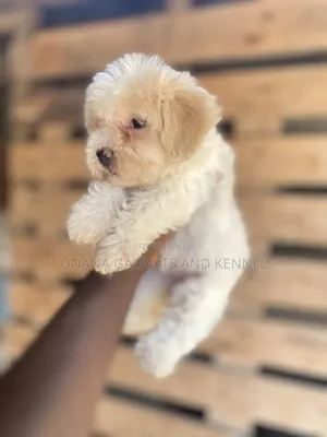 1-3 months Female Purebred Poodle