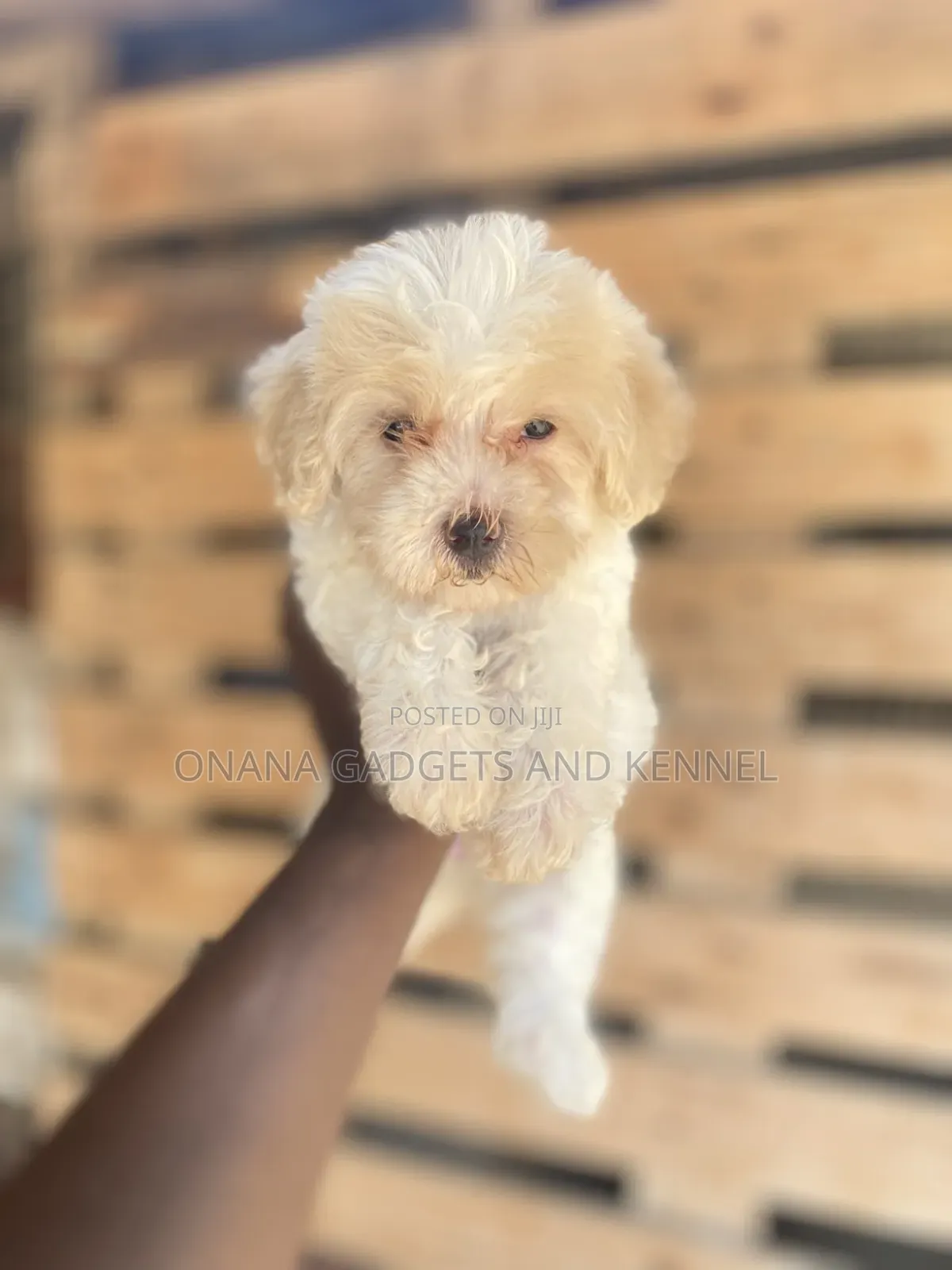 1-3 months Female Purebred Poodle
