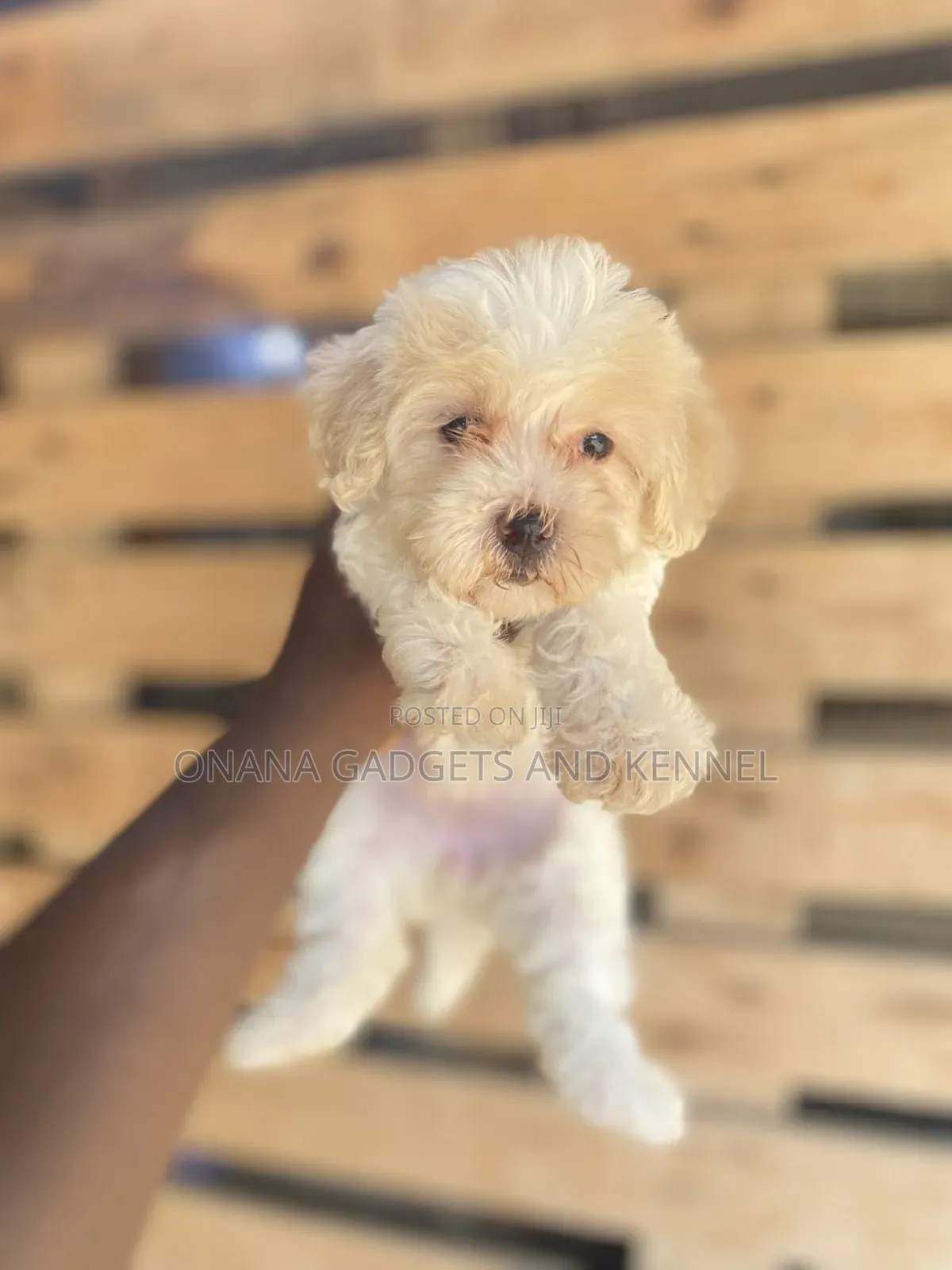 1-3 months Female Purebred Poodle