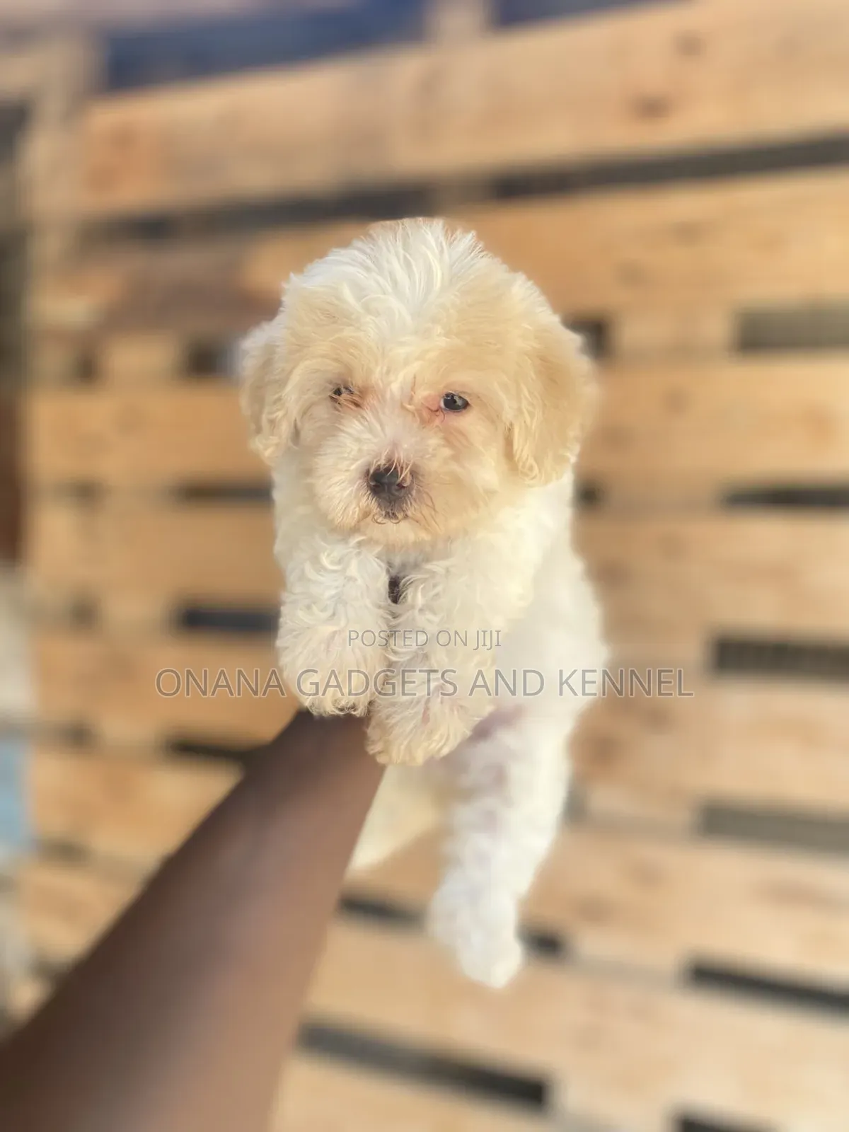 1-3 months Female Purebred Poodle