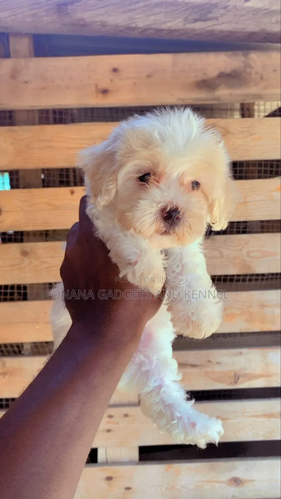1-3 months Female Purebred Poodle