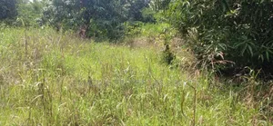 2 Acres of Land for Sale Location Dzowrolo/Abelemkpe Over Head