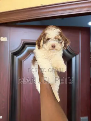 3-6 months Male Purebred Poodle
