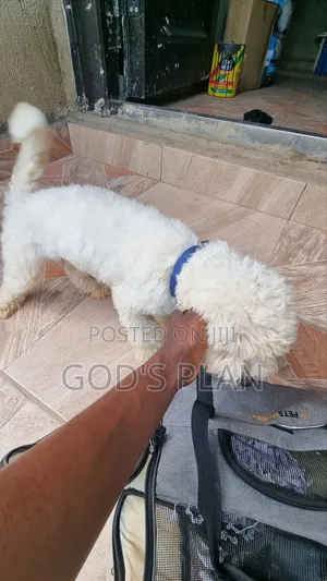 1+ year Male Purebred Maltese